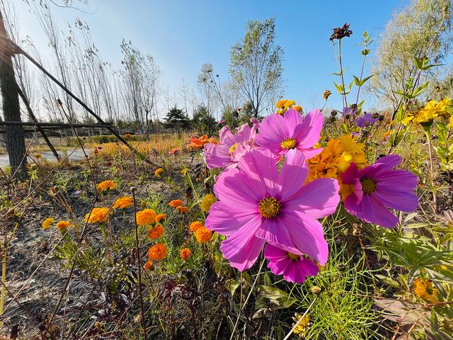 iphone12|iPhone 12 Pro镜头下的秋色：艳丽起来也很了不得