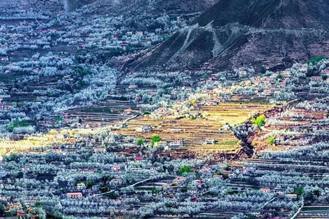 云南：重磅！31日起，阿坝州九寨沟、黄龙、四姑娘山、达古冰川景区恢复开园！