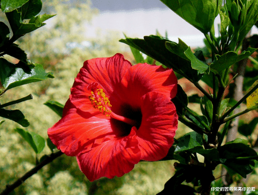 桃花灿烂|下周开始吉星高照，4属相财神临门，财源滚滚，生活更上一层楼