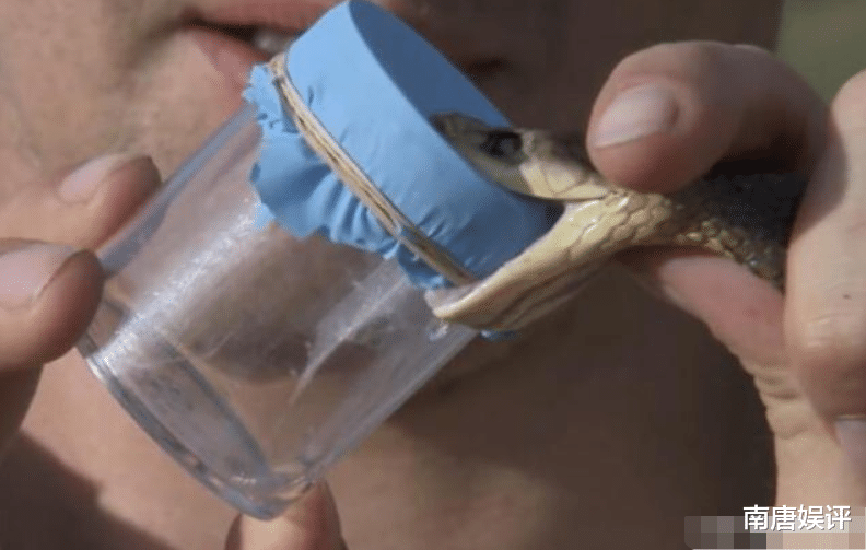 心咒|地表最毒的蛇，毒性是眼镜王蛇的20倍，咬一口可杀死100人！