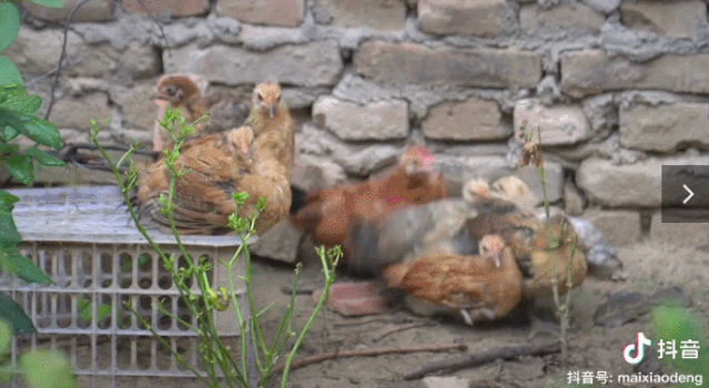 每天阅读|“河南李子柒”毕业为父变“网红”，192w粉丝坐等更新，连央视都点赞...