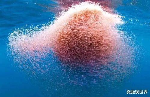 #南极#南极磷虾每年被吃掉3亿吨,为何一直吃不完?专家:这是地球BUG