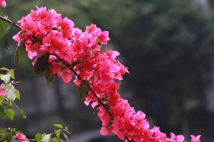 生肖|在9月9日起拨云见日，好消息扎堆，好运接二连三的出现的四大生肖