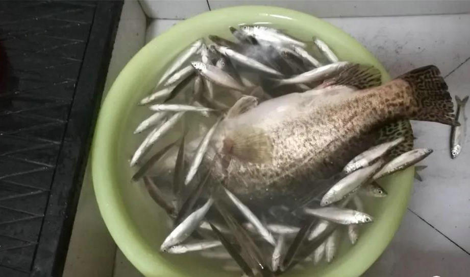 江西▲这都能钓到鳜鱼？江西钓友大河菜饼钓鲤鱼，却钓起野生大鳜鱼