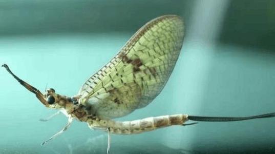 丙肝|最短命的动物排行：最后一名只活一天，生下来就疯狂繁殖，直到死