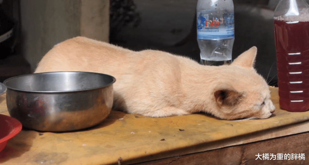老橘猫疲惫地趴在桌上，食物被小狗吃了大半，它却心有余而力不足