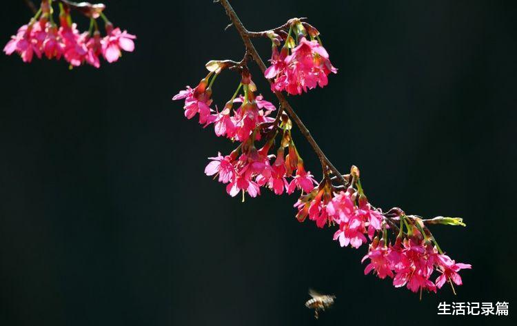 属牛▲未来俩月事业发展顺利，横财到来，万事亨通，一飞冲天的四属相