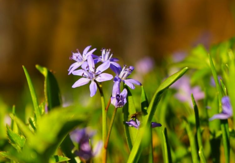 生肖|十月中旬开始，好运多多，福运满满，财运挡不住的生肖