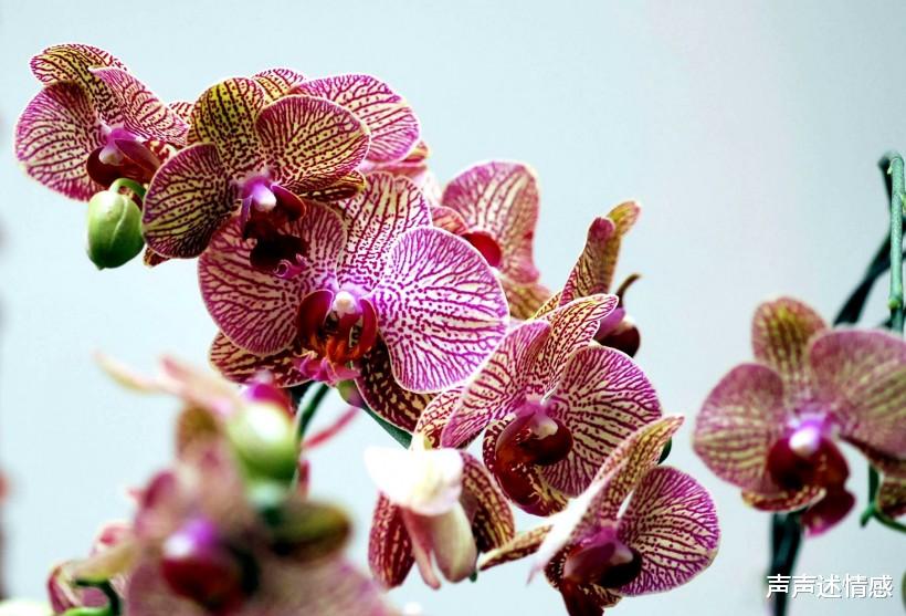 「生肖」7月份到来,春心萌动,红鸾心动,牵手真爱的4大生肖