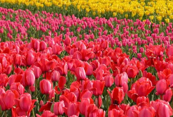 [运势]6月份开始，抓住机遇，4属相喜事连连，好运挡不住，福运不断