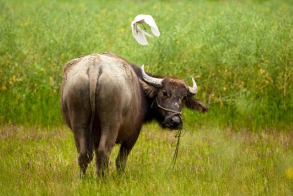 属牛|丑牛人：10月18会发生“惊天动地”的大喜事，看看怎么回事！