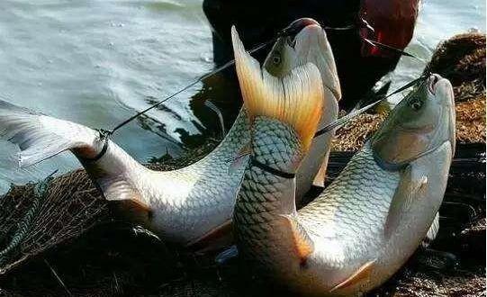 @神奇的“弓鱼术”,能让鱼离水几天不死,其实原理很简单,你也能