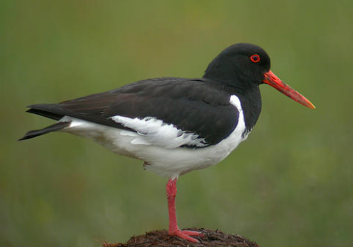 |在动物界，子女离开父母多年后，再见还会认识对方吗？