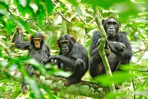黑猩猩|一场蓄谋已久的“战争”,让科学家认识到黑猩猩不为人知的一面