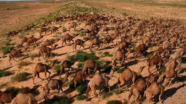 澳大利亞野駱駝泛濫成災，繁殖的太快，100多萬頭怎麼吃得完啊-圖9