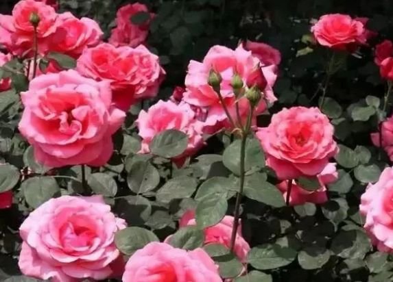 运势|9月份福气临门，4属相顺风顺水，金玉满堂，生活越过越滋润