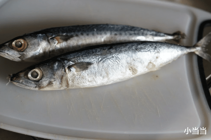 饵料|男子海边钓鱼,鱼突然跃起插其胸口当场惨死,网友脑洞很大