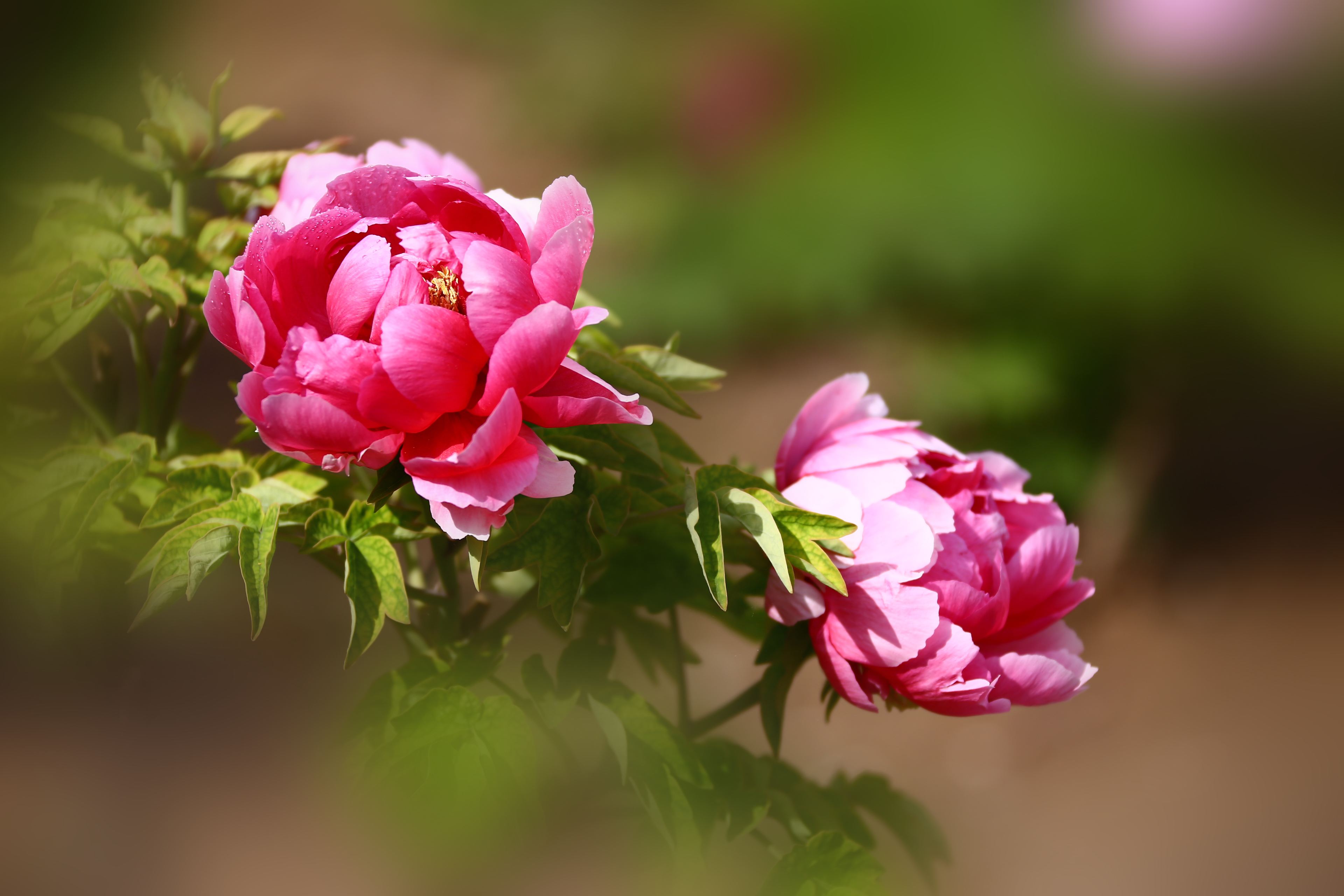 『生肖』一家人有这3个生肖，大灾大病不进门，四代能富贵