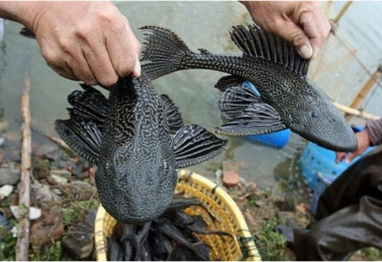 清道夫还没解决，“小鲨鱼”又来入侵中国，吃货：来者不拒