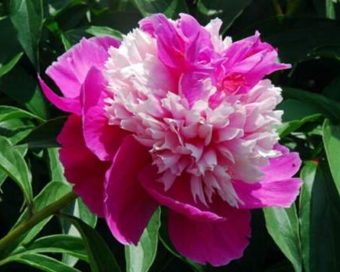 旧爱|“七夕”来临，月老牵线，桃花遍地，收获美好“爱情”的3大生肖