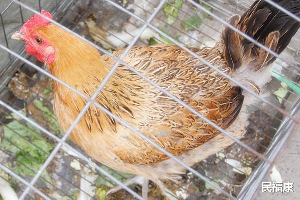 「鸡杂」鸡身上超脏的部位，藏有大量寄生虫，爱吃也要扔掉，别再当宝吃