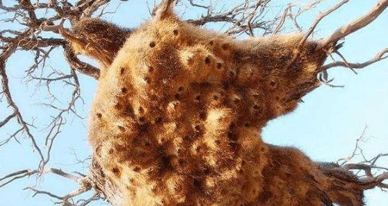 『毒蛇』地球上最大的鸟窝,却没人敢去掏鸟蛋,里面布满了各种毒蛇