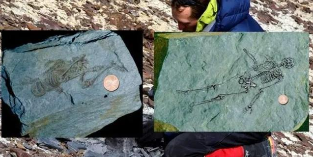 化石■南极发现6亿年前的极小人类化石, 或推翻达尔文进化论！