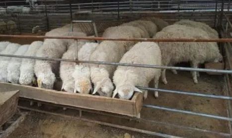 消费报告团 羊杂含瘦肉精、餐具有致病菌！河北邯郸33家餐厅上黑榜