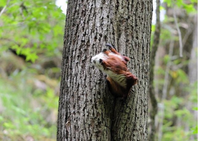 寒号鸟|原来我们熟悉的寒号鸟并不是鸟类，而是一种动物