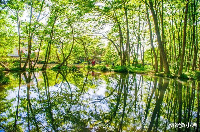 [绿野仙踪]黄山这个小众旅游景点，知道的人极少，简直是现实版的绿野仙踪！