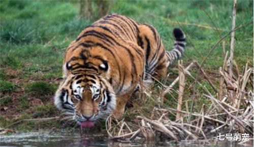 老虎:老虎为什么被称为百兽之王?饲养员:你把它的毛剃光后,就知道了!