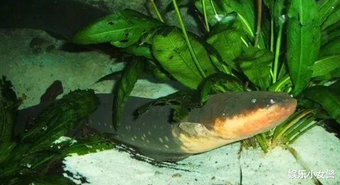 电鳗|亚马逊河最“霸道”的顶级杀手，鳄鱼躲着走，除人类没有任何天敌