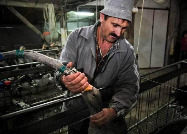 [鱼子酱]世界“顶级美食”背后的酷刑，看完你还能吃下去吗？