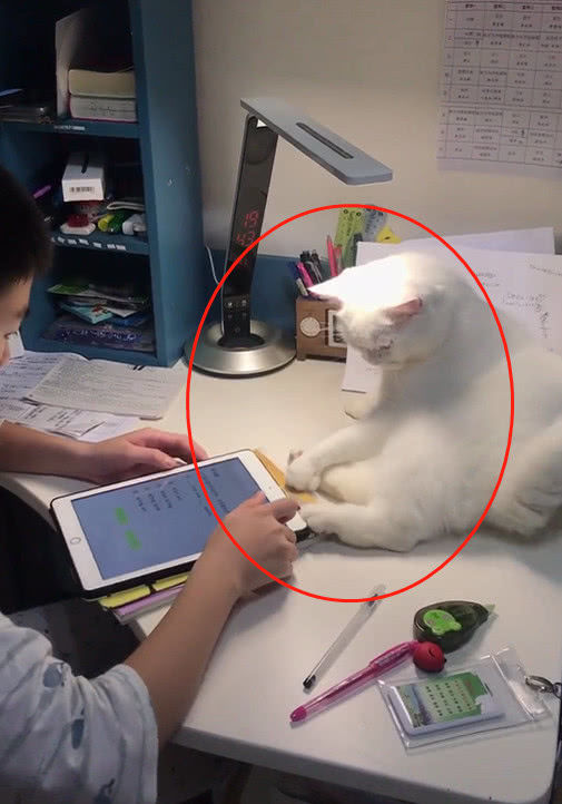 儿子深夜苦读，喵星人表现哭笑不得：如此喜欢小主人吗