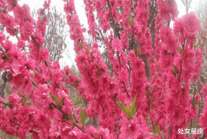 #霉运#甩掉霉运，7月7号正财旺盛的生肖，横财也滚滚来，事业步步高升