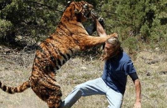 [老虎]为什么说人遇到老虎时，不要转身就跑或者蹲下，看完长知识了