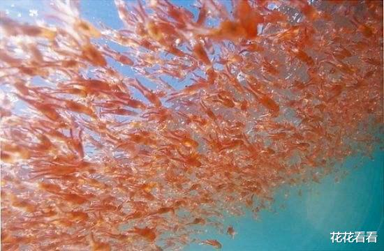 全球最“成功”的生物,每年吃掉2亿多吨,还能泛滥成灾!