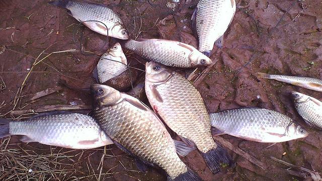 |钓鱼如若需要办证，你还会喜欢钓鱼吗？