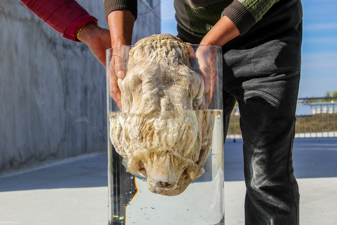 [水熊]有哪些生物是违背生命规律的？跳出三界之外，你听说过“太岁”吗