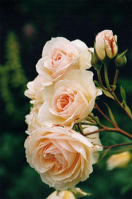 星座爱情观|爱情中，有几个星座就想要占有你，满满的控制欲