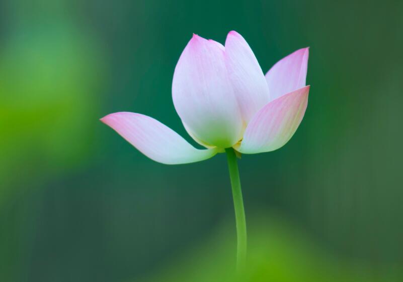 生肖|18.19号起，有贵人指点，运势旺运同时到，福气到来的生肖