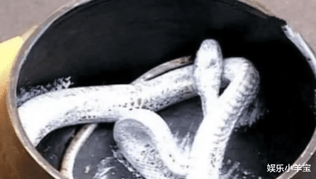 『新白娘子传奇』投资千万的《新白娘子传奇》本想让徐克做特效，却被500万只够拍3集吓跑