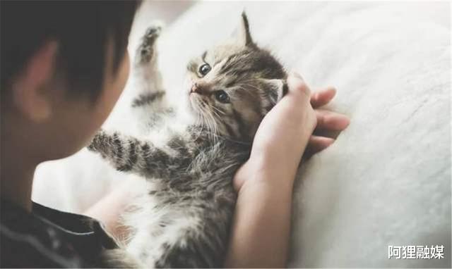 阿狸融媒 虐猫视频1分钟1块钱，大咖年入十多万，网民：她们更想虐的是人