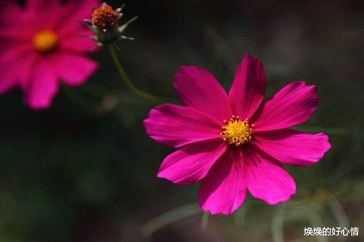 双子座|9月份起，桃花运，强势回归，前任回头续前缘，重归于好的4大星座