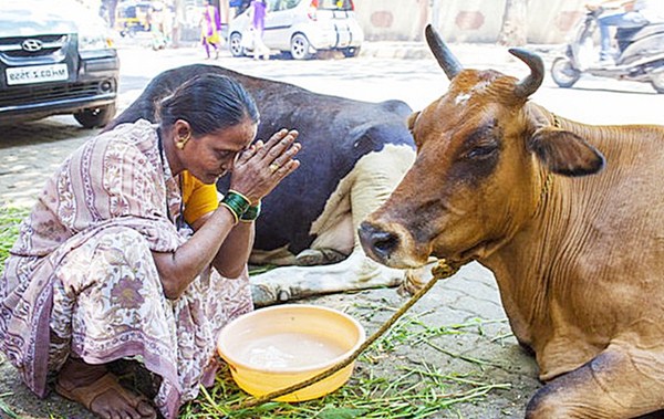 『牛肉』印度人不吃牛肉,不吃猪肉,看清他们桌上的肉,贫穷限制了想象