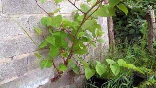 『英国』人类发起“物种入侵”，一种漂亮的植物被带回英国，破坏力惊人