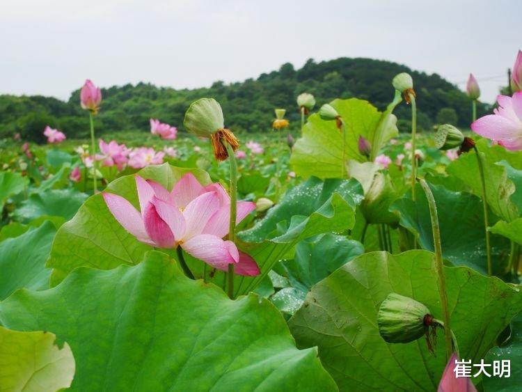 双鱼座：6月下旬开始财路大开，事业爱情丰收，苦海上岸的四大生肖