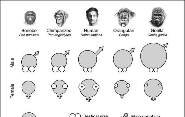 黑猩猩|人类丁丁为啥长了一脸「蘑菇样」？无意撞脸还是进化优势？