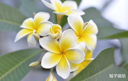 桃花劫：说分手就分手，不留下一片云彩，既洒脱又果断的四大星座