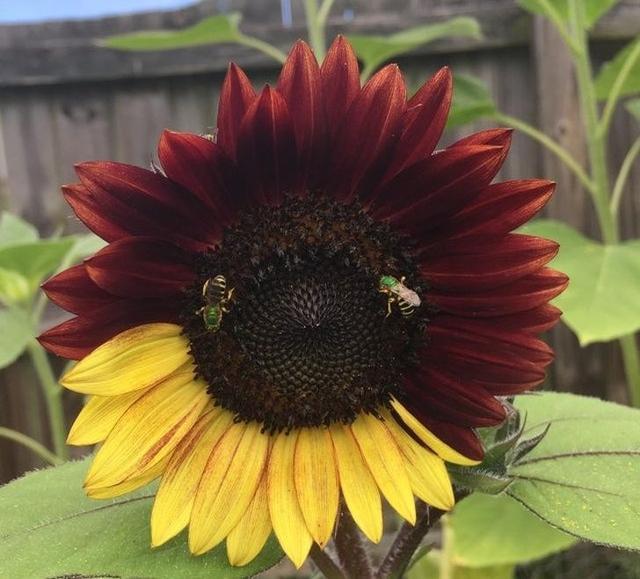 【太空】一生都难得一见的奇葩植物，仿佛来自外太空